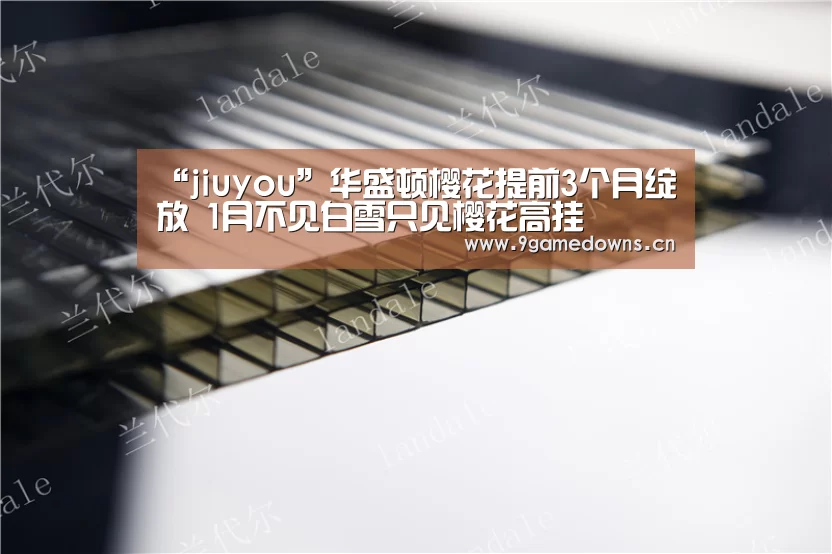 “jiuyou”华盛顿樱花提前3个月绽放 1月不见白雪只见樱花高挂(图2) “jiuyou”华盛顿樱花提前3个月绽放 1月不见白雪只见樱花高挂(图2)