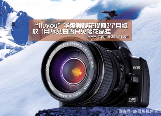 “jiuyou”华盛顿樱花提前3个月绽放 1月不见白雪只见樱花高挂(图3) 九游官网唯一入口