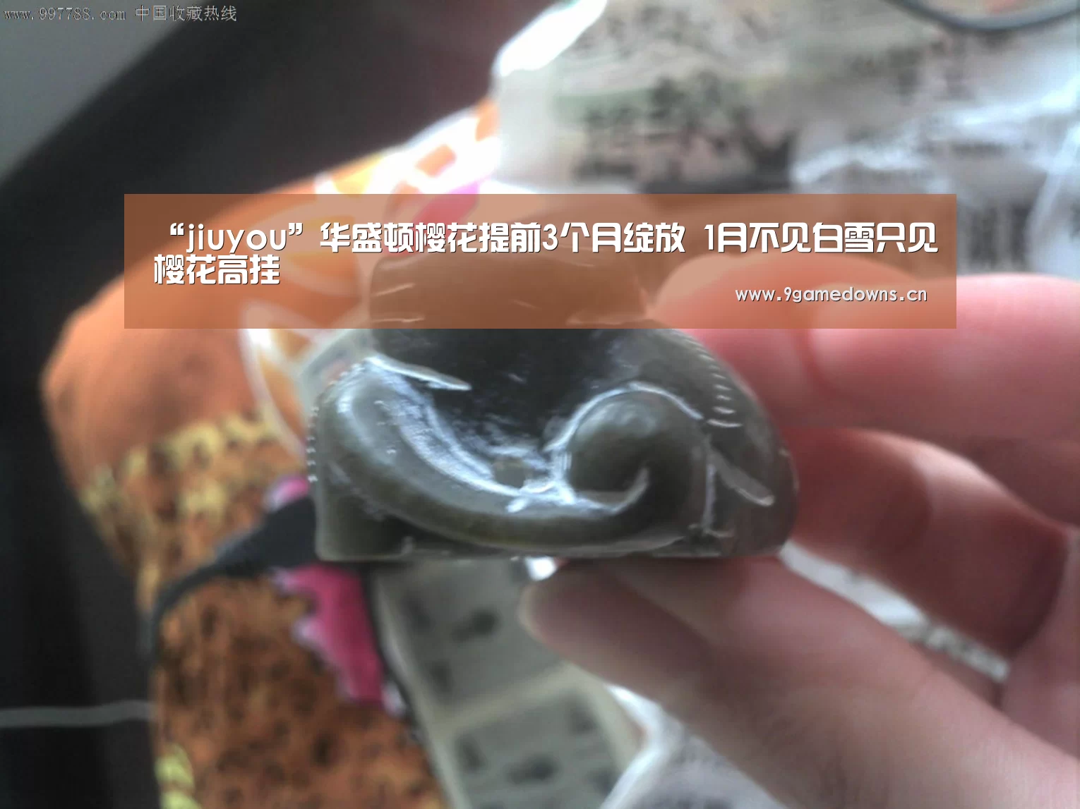 “jiuyou”华盛顿樱花提前3个月绽放 1月不见白雪只见樱花高挂(图1) Jiuyou游戏官网入口